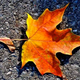 Illustration for article titled Shooting Challenge Fall Leaves Gallery 3